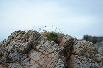 Layered rock formation with small patches of grass growing through its cracks, symbolizing the harmony and resilience of nature.