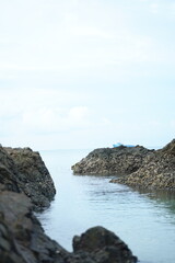 Close-up of seaside rocks covered with shells and marine algae, representing coastal ecosystem and natural richness