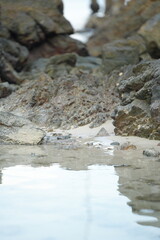 Close-up of seaside rocks covered with shells and marine algae, representing coastal ecosystem and natural richness