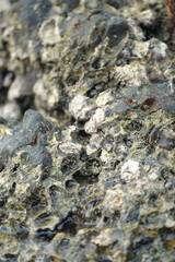 Close-up of seaside rocks covered with shells and marine algae, representing coastal ecosystem and natural richness