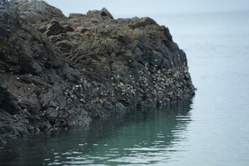 Close-up of seaside rocks covered with shells and marine algae, representing coastal ecosystem and natural richness