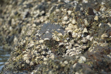 Close-up of seaside rocks covered with shells and marine algae, representing coastal ecosystem and natural richness