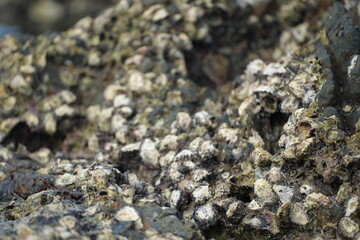 Close-up of seaside rocks covered with shells and marine algae, representing coastal ecosystem and natural richness