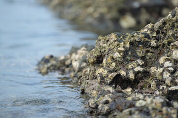 Close-up of seaside rocks covered with shells and marine algae, representing coastal ecosystem and natural richness