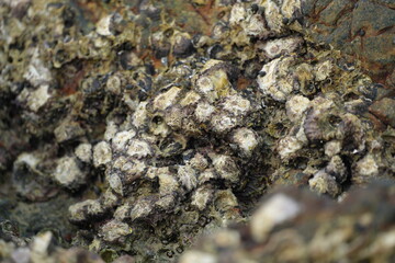 Close-up of seaside rocks covered with shells and marine algae, representing coastal ecosystem and natural richness