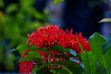 Bright Red Ixora Flowers in Full Bloom