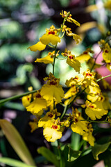 Yellow Orchids