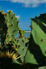 Prickly Pear Cactus