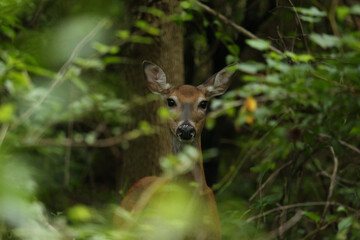 Buck During Golden Hour