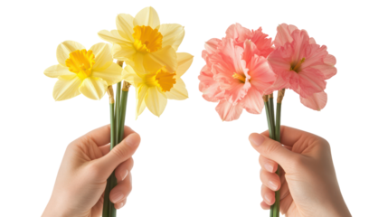 Two hands holding daffodils and pink flowers isolated on transparent background