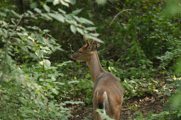 Buck During Golden Hour