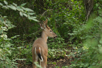 Buck During Golden Hour