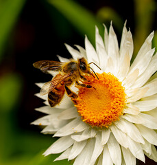 Bee on paper daisy