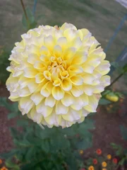 Selbstklebende Fototapeten Dahlie yellow dahlia flower in the garden  © Juli