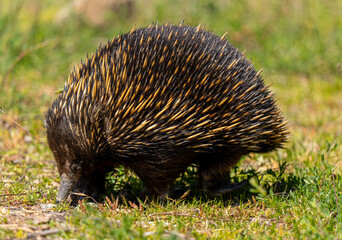 Echidna side view