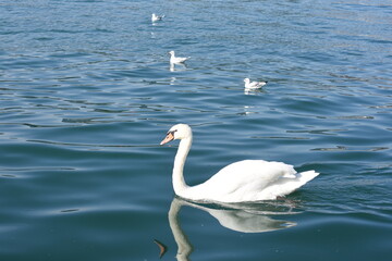 Obraz premium Swans on the lake, Switzerland. 