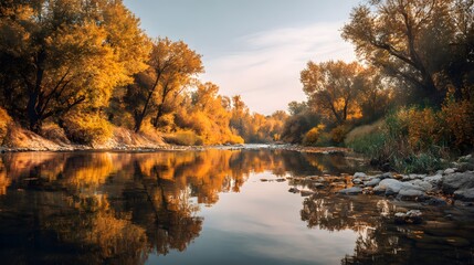 Fototapeta premium Golden autumn trees reflect in calm river water under a clear sky.