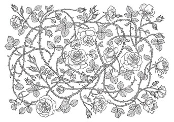 Intricate monochrome illustration of rose bushes with thorny branches