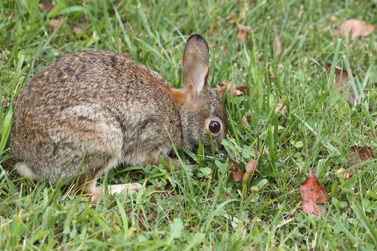 Rabbit