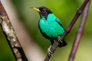 Obraz premium Green honeycreeper (chlorophanes spiza)