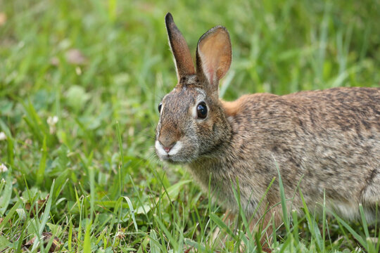 Rabbit