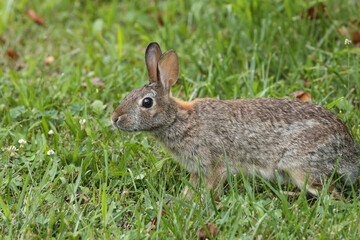 Rabbit