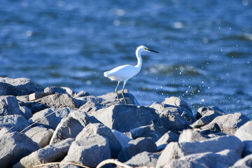 October in Orange Beach, Alabama - Egrets on a Jetty