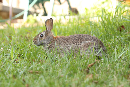 Rabbit