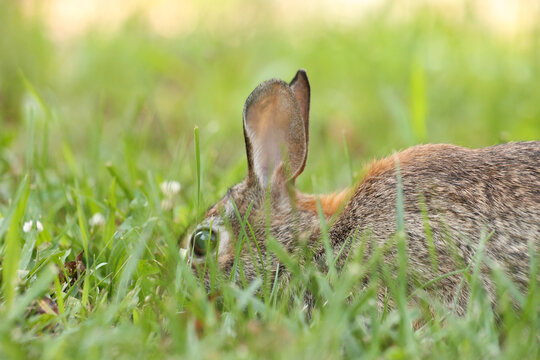Rabbit