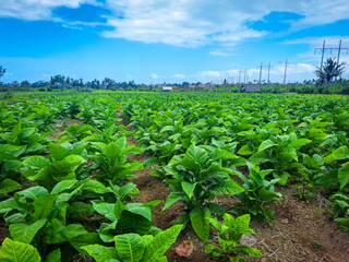 Vibrant tobacco plantation in sunny rural landscape, showcasing healthy green leaves and the richness of traditional agriculture