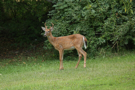 Buck During Golden Hour
