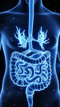 Anatomical X-Ray Visualization of the Intestinal Tract and Associated Organs Showing Digestion Process and Functionality in Blue Tones Against a Cosmic Backdrop Medical Animation