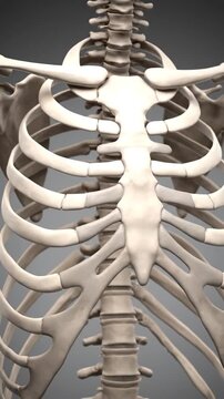 Human Rib Cage Animation with Bone Structure and Anatomical Detail on Soft Gray Background for Medical Visualization and Educational Purposes Featuring Clear and Smooth Bone Textures