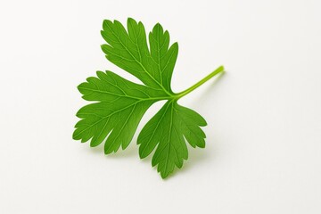 Macro flat leaf parsley slightly elevated with subtle backlight revealing vein lattice and micro serrations isolated on white fresh herb culinary garnish