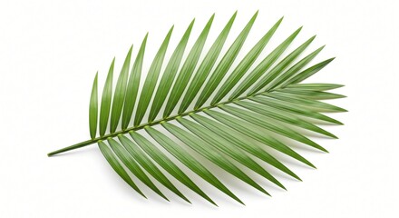 Fototapeta premium Vibrant green palm frond with delicate leaflets arranged against a stark white background
