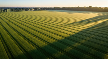 Aerial view of a green agricultural field with neat rows and long tree shadows at sunrise, showcasing farmland and nature