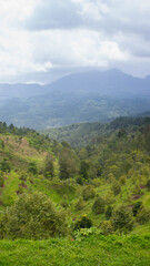 mountain landscape with trees and clouds
