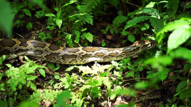 A large, patterned reptile slithers through lush green foliage, showcasing its scales and vibrant colors