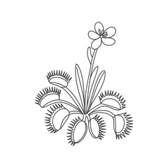 Dionaea muscipula venus flytrap plant with delicate flower line drawing