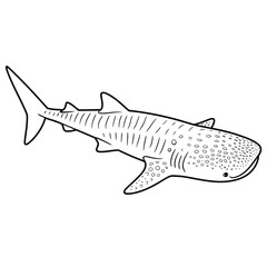 Whale shark illustration outline drawing ocean marine life