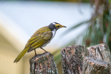 Young Blue-faced Honeyeater