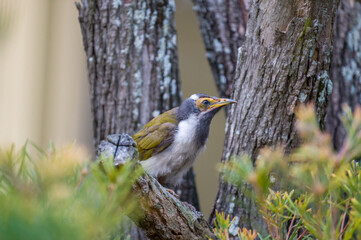 Young Blue-faced Honeyeater