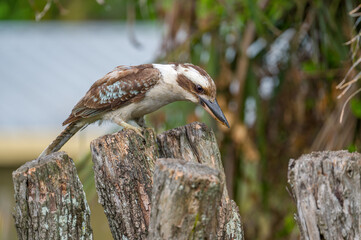Laughing Kookaburra hunting for food