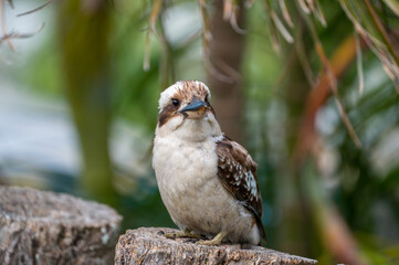 Laughing Kookaburra hunting for food