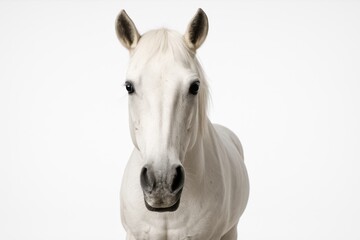 Obraz premium White horse head and shoulders portrait facing camera on pure white elegant equine studio cutout for editorial design and advertising