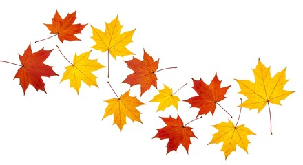 Fototapeta premium Bright autumnal maple leaves in yellow and orange colors on white