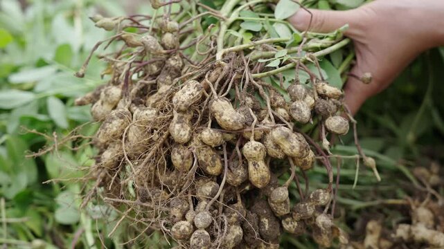 hand holding fresh harvested peanuts with roots, harvest of peanut plants.