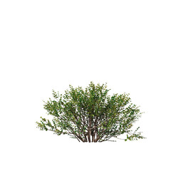 Vibrant 'Baggesen's Gold' Lonicera Bush 3D Cutout