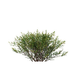 Vibrant 'Baggesen's Gold' Lonicera Bush 3D Cutout