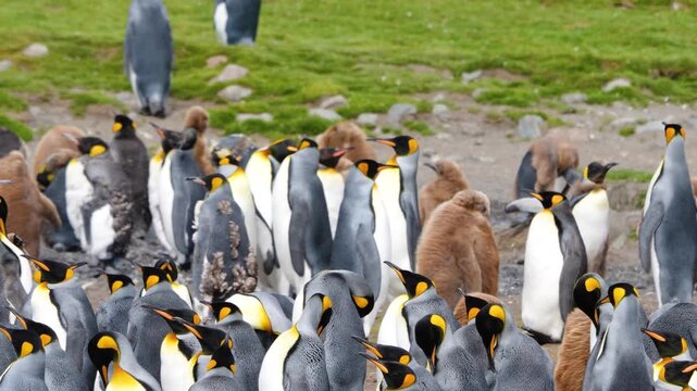 See Fortuna Bay South Georgia where king penguins flap wings and wobble in line, while many rest in the foreground, capturing a dynamic wildlife moment.